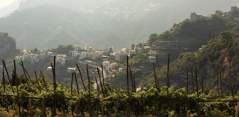 Ravello vineyard, Italy